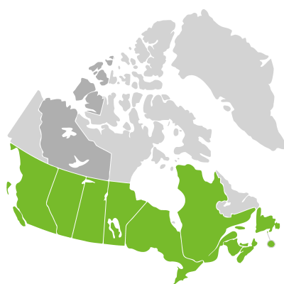 Distribution: Oenothera sect. Oenothera