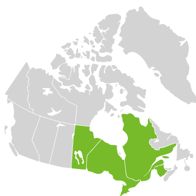 Distribution: Asarum canadense Linnaeus
