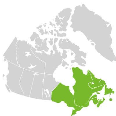 Distribution: Maianthemum canadense Desfontaines subsp. canadense