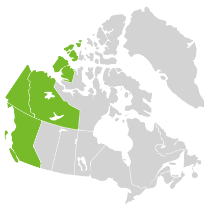 Distribution: Artemisia alaskana Rydberg