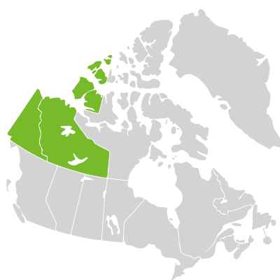 Distribution: Oxytropis borealis de Candolle var. borealis