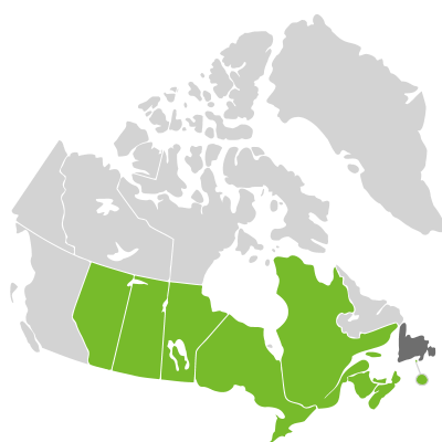 Distribution: Spermacoceae Berchtold & J. Presl