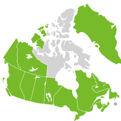 Distribution: Hieracium umbellatum Linnaeus subsp. umbellatum