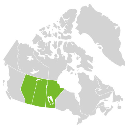 Distribution: Pelecyphora vivipara (Nuttall) D. Aquino & Dan. Sánchez