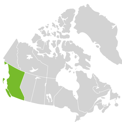 Distribution: Platanthera ephemerantha R.M.Bateman