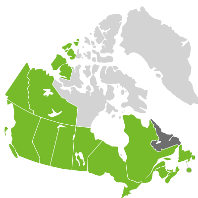 Distribution: Platanthera sect. Lysias (Salisbury) Efimov