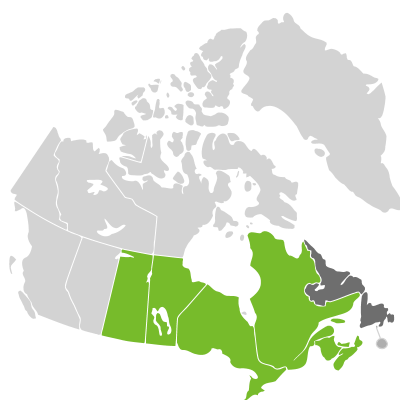 Distribution: Solidago canadensis Linnaeus