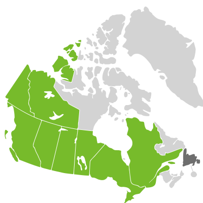 Distribution: Betula ×sargentii Dugle