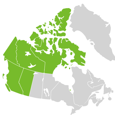 Distribution: Draba borealis de Candolle