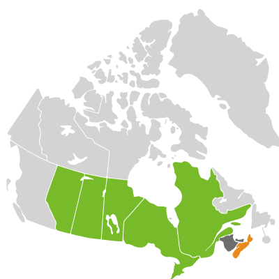 Distribution: Lobelia spicata Lamarck