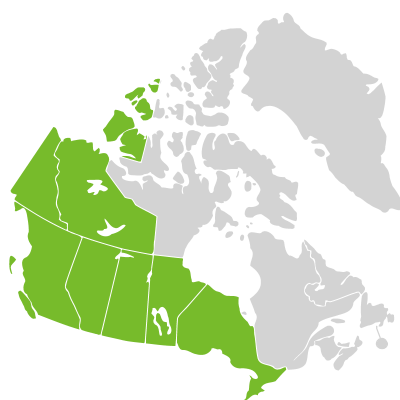 Distribution: Chenopodium pratericola Rydberg