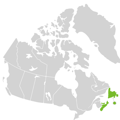 Distribution: Hudsonia ericoides Linnaeus