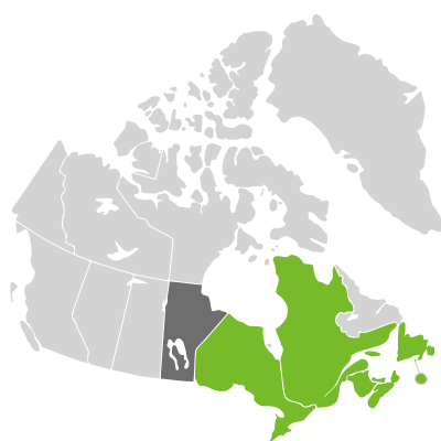 Distribution: Hypericum canadense Linnaeus