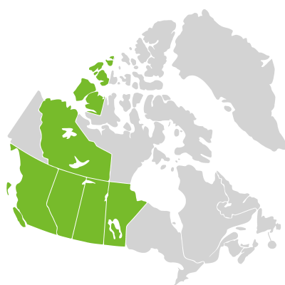 Distribution: Sisyrinchium septentrionale E.P. Bicknell
