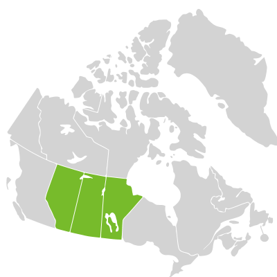 Distribution: Oenothera cespitosa Nuttall