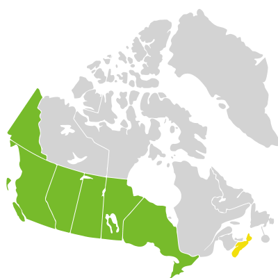 Distribution: Collinsia parviflora