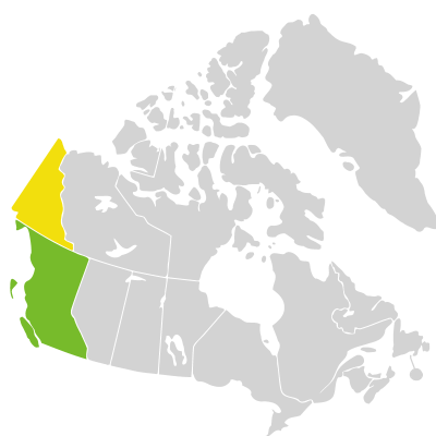 Distribution: Deschampsia danthonioides (Trinius) Munro