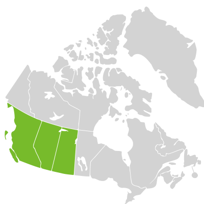 Distribution: Myosurus apetalus var. borealis Whittemore
