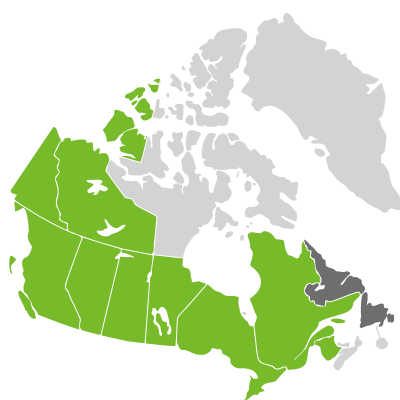 Distribution: Salix interior Rowlee