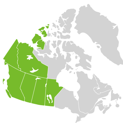 Distribution: Salix lasiandra Bentham