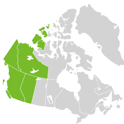 Distribution: Salix prolixa Andersson
