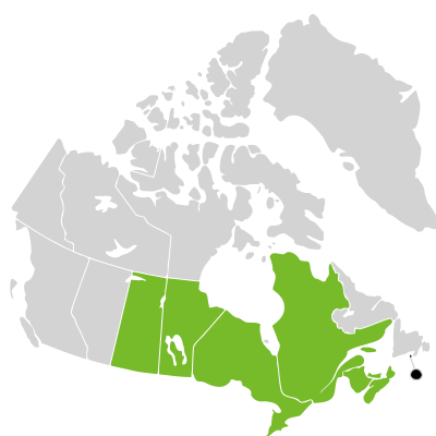 Distribution: Laportea canadensis (Linnaeus) Weddell