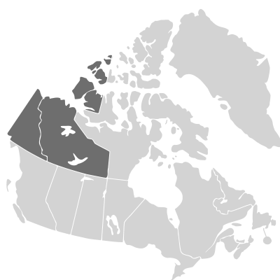 Distribution: Saxifraga sibirica Linnaeus