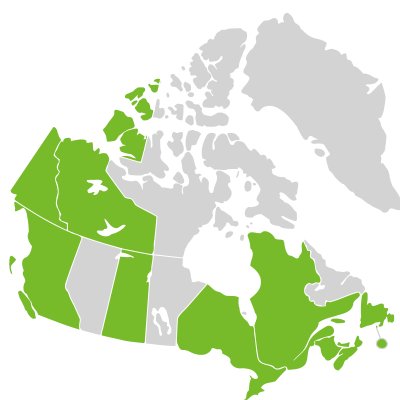 Distribution: Crassula Linnaeus