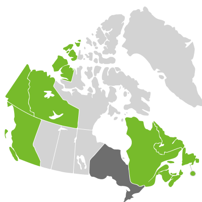 Distribution: Angelica lucida Linnaeus