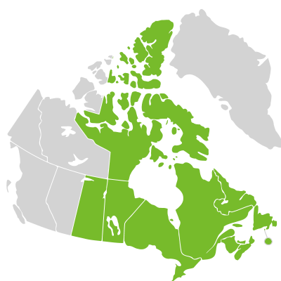 Distribution: Lysimachia borealis