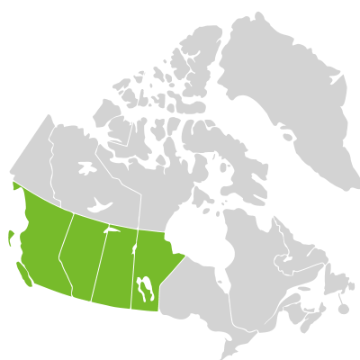 Distribution: Crepis runcinata