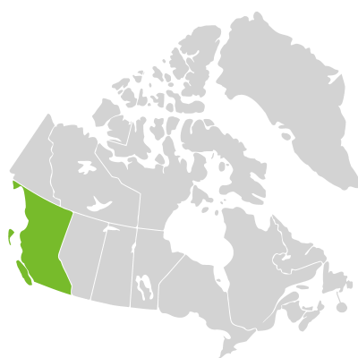 Distribution: Microseris borealis