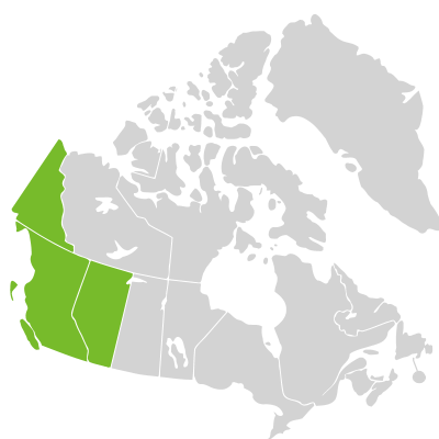 Distribution: Saussurea americana