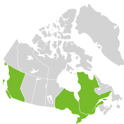 Distribution: Asplenium quadrivalens (D.E. Meyer) Landolt