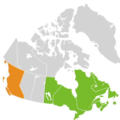 Distribution: Juncus canadensis