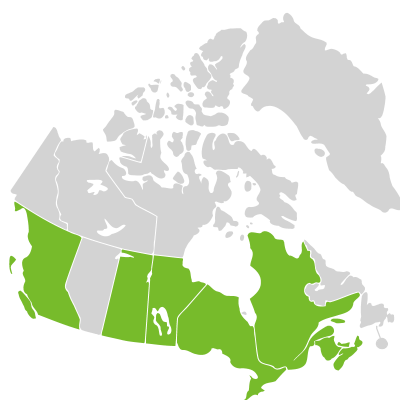 Distribution: Teucrium canadense