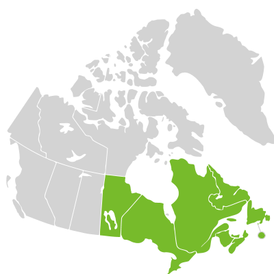 Distribution: Clintonia borealis