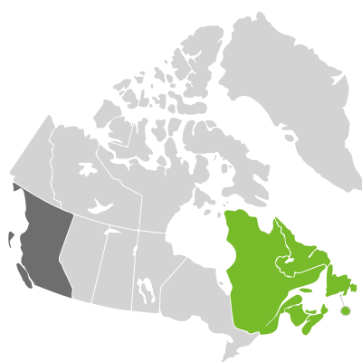 Distribution: Limosella australis