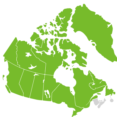 Distribution: Poa arctica