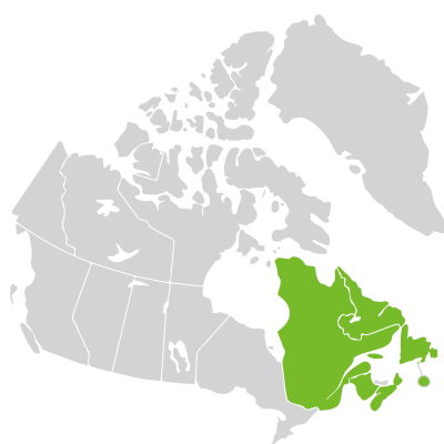 Distribution: Sanguisorba canadensis Linnaeus