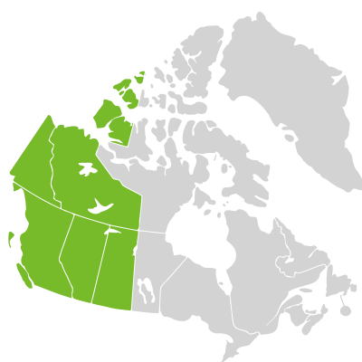 Distribution: Sorbus scopulina