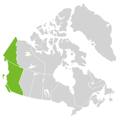 Distribution: Salix setchelliana
