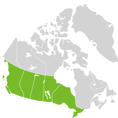 Distribution: Selaginella densa