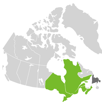 Distribution: Viola canadensis